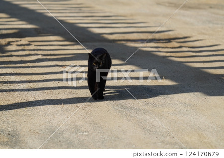 A black cat approaching from the front A black cat approaching from the front 124170679
