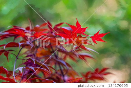 red leaves in nature - variety of maple tree- Japanese maple red leaves in nature - variety of maple tree- Japanese maple 124170695