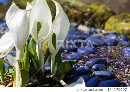 The genus Lysichiton was described by Heinrich Schott in 1857 in Japanese garden The genus Lysichiton was described by Heinrich Schott in 1857 in Japanese garden 124170697