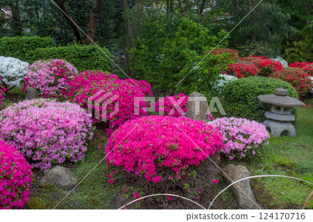 Balls of blossoming rhododendron bushes in Japanese garden Balls of blossoming rhododendron bushes in Japanese garden 124170716