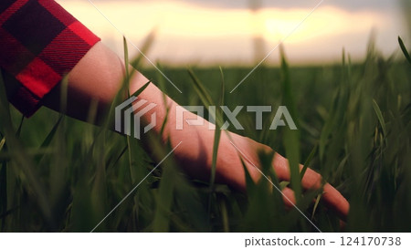 farmer hand finger touches stems green wheat leaves field sunset, agriculture farm business, wheat stalks hand, hand in farm field, harvesting at dusk, farmer sunset silhouette, wheat in hand, sunset farmer hand finger touches stems green wheat leaves field sunset, agriculture farm business, wheat stalks hand, hand in farm field, harvesting at dusk, farmer sunset silhouette, wheat in hand, sunset 124170738