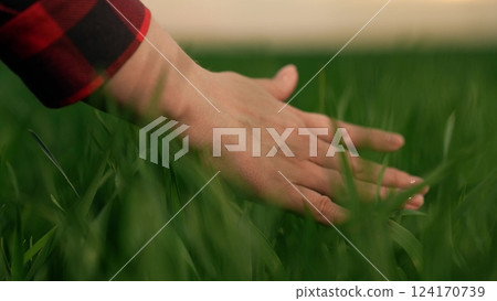 farmer hand finger touches stems green wheat leaves field sunset, agriculture farm business, agricultural sunset glow, hand harvesting wheat, serene wheat hand, harvesting at dusk, soft sunset farmer hand finger touches stems green wheat leaves field sunset, agriculture farm business, agricultural sunset glow, hand harvesting wheat, serene wheat hand, harvesting at dusk, soft sunset 124170739