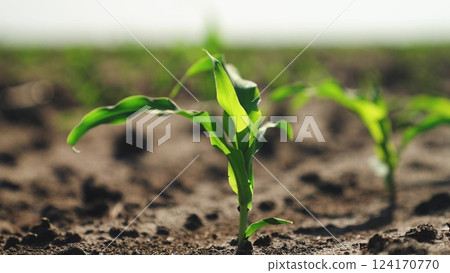 Corn sprouts grow in field. Close up, green fresh corn leaves illuminated by sun fluttering in wind. Corn crops in agricultural field, farm business. Cultivation growth of corn plants in farm field. 124170770