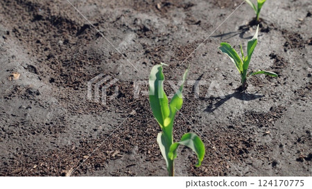 Corn sprouts peek out of damp ground, green leaves flutter in wind. Seedlings sowings in agricultural agrarian field on farm, process of successful germination of corn seeds, fresh crop harvest. 124170775