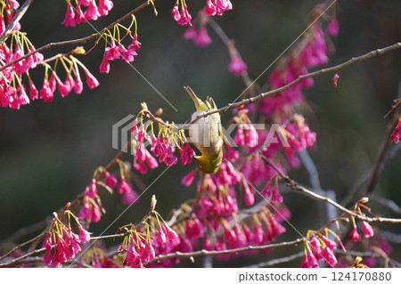 A white-eye sucking the nectar of the cold cherry blossoms 124170880