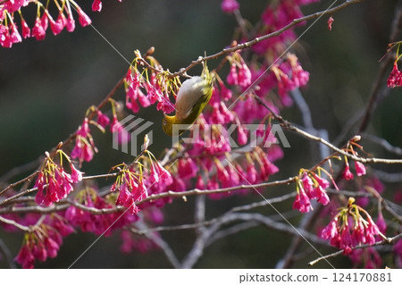 A white-eye sucking the nectar of the cold cherry blossoms 124170881