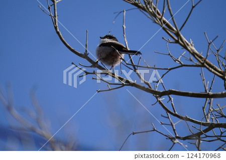 A cute long-tailed tit perched on a branch 124170968