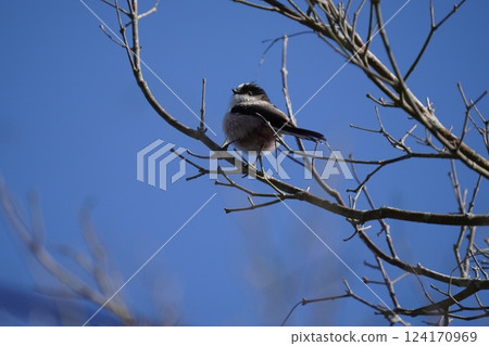 A cute long-tailed tit perched on a branch 124170969