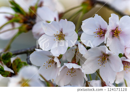 櫻花的風景 124171128