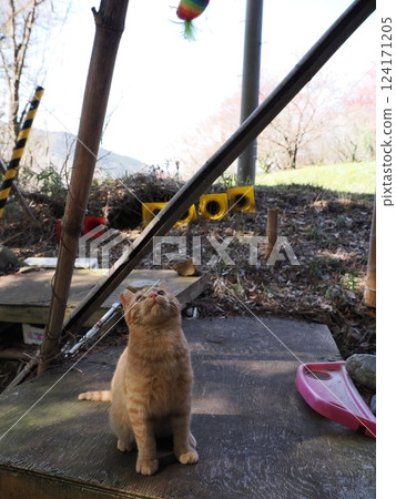 Cute kitten obsessed with toys Cute kitten obsessed with toys 124171205