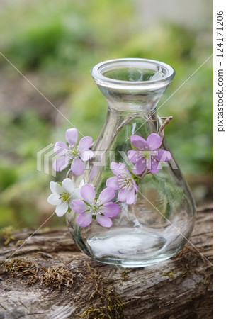 Snowdrops in a glass vase Snowdrops in a glass vase 124171206