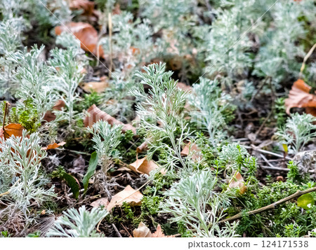Seriphidium fragrans. Wormwood in the wild field. Medicinal plant artemisinin, natural texture of green grass leaves. 124171538