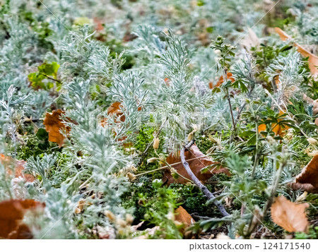 Silvery green leaves of Crimean wormwood. Close-up of fresh wormwood Seriphidium fragrans. Silvery green leaves of Crimean wormwood. Close-up of fresh wormwood Seriphidium fragrans. 124171540