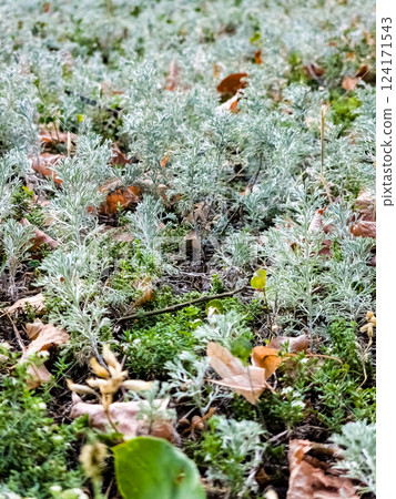 Silvery green leaves of Crimean wormwood. Artemisia taurica. Selective focus. 124171543