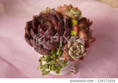 Cute succulents 124171854