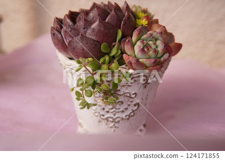 Cute succulents Cute succulents 124171855