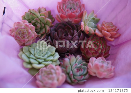 Cute succulents 124171875