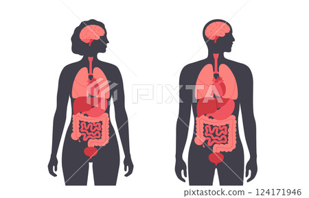 Human internal organs 124171946
