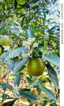 Fresh Orange Fruit and Blossoms on a Citrus Tree in an Orchard 124172093
