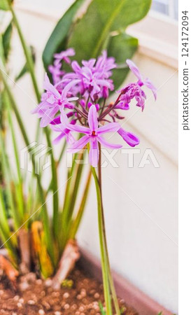 Elegant Purple Society Garlic Flowers in Bloom in the garden Elegant Purple Society Garlic Flowers in Bloom in the garden 124172094