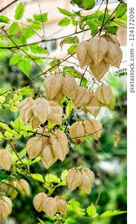 Dried Lantern Like Seed Pods Hanging from Green Vines in Nature 124172096