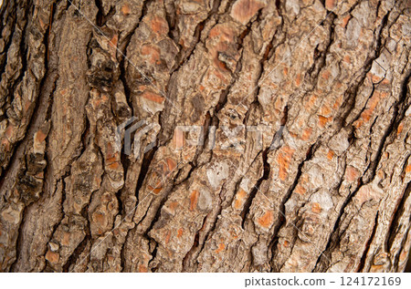 Close up of Textured Tree Bark Natural Wood Pattern Background Close up of Textured Tree Bark Natural Wood Pattern Background 124172169