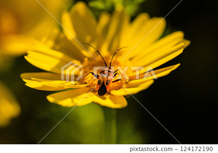 Milkweed Bug on Yellow Daisy in Sunlight background Milkweed Bug on Yellow Daisy in Sunlight background 124172190