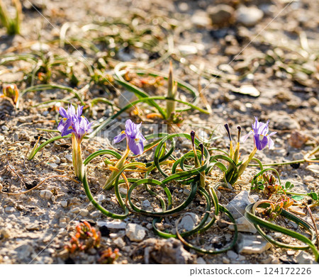 Delicate Purple Wildflowers in Arid Rocky Terrain mini iris flower  124172226