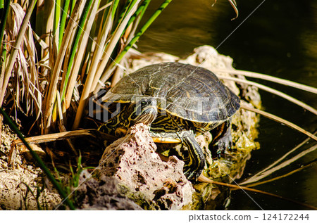 Freshwater Turtle Basking on Rock in Natural Habitat Freshwater Turtle Basking on Rock in Natural Habitat 124172244