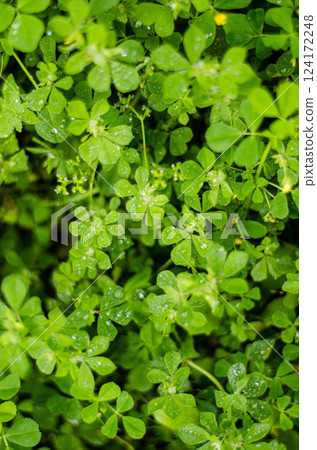Lush Green Clover Leaves with Dew Drops Nature Macro Photography Lush Green Clover Leaves with Dew Drops Nature Macro Photography 124172248