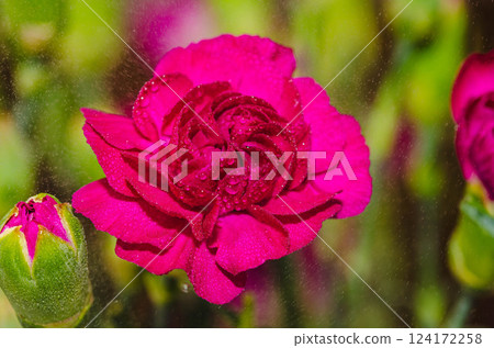 Beautiful Pink Carnation Covered in Dewdrops Beautiful Pink Carnation Covered in Dewdrops 124172258
