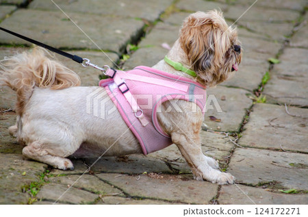 Small Dog in Pink Harness on Leash in Outdoor Setting 124172271