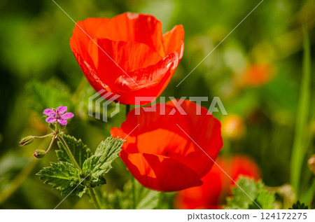 Vibrant Red Poppies with a Delicate Purple Wildflower in a Green Field Vibrant Red Poppies with a Delicate Purple Wildflower in a Green Field 124172275