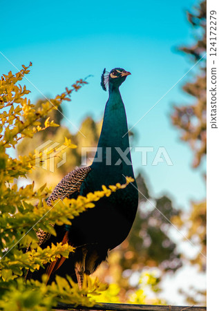 Peacock Peeking Through Yellow Blossoms Exotic Wildlife Shot Peacock Peeking Through Yellow Blossoms Exotic Wildlife Shot 124172279
