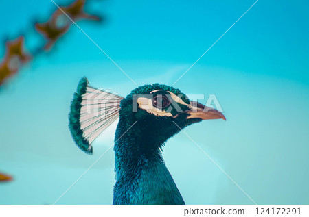 Regal Peacock Headshot Against Sky Bold Wildlife Photography 124172291