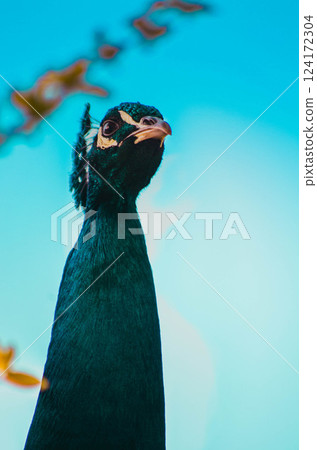 Majestic Peacock Portrait Against Blue Sky Wildlife Close Up 124172304