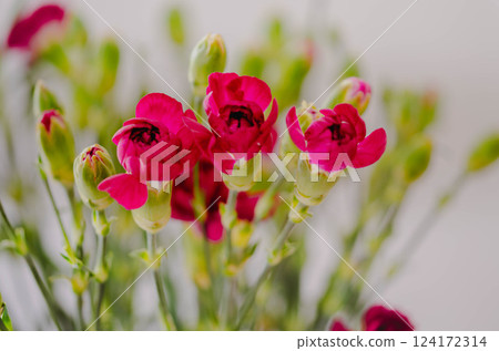 Vibrant bordeaux ,red wine colour Carnations in Full Bloom 124172314
