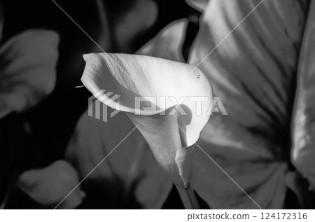 Calla Lily in Monochrome Elegant Fine Art Photography back and white Calla Lily in Monochrome Elegant Fine Art Photography back and white 124172316