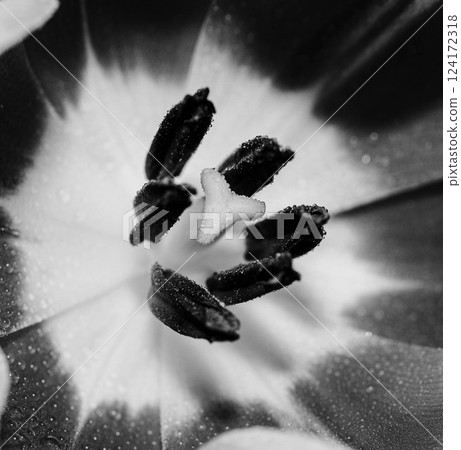 Dew Kissed Tulip Stamen Monochrome Flower back and white macrophotography  124172318
