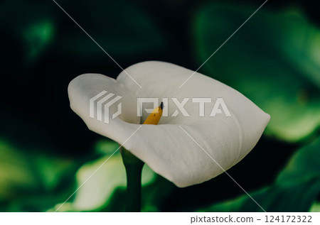 White Calla Lily with Tiny Insect in Close up background  124172322