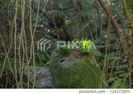 World Natural Heritage Yakushima Forest (Summer Otaniwatari) World Natural Heritage Yakushima Forest (Summer Otaniwatari) 124172803