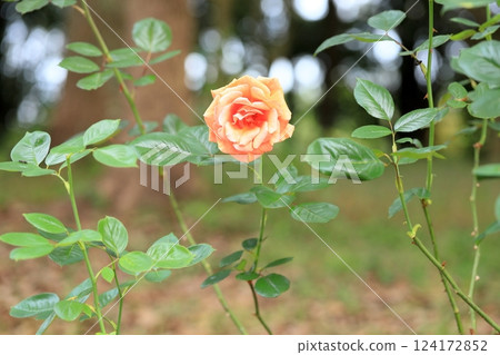 秋季玫瑰靜修所 124172852