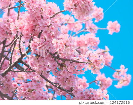 Kawazu cherry blossoms blooming vividly against a blue sky (March 2025) 124172916