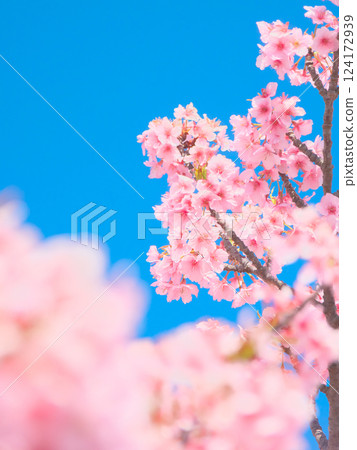 藍天映襯下盛開的河津櫻花（2025年3月） 124172939