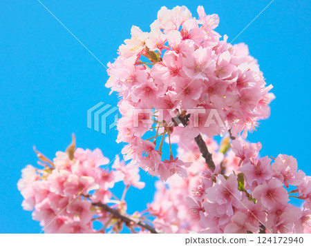 藍天映襯下盛開的河津櫻花（2025年3月） 124172940