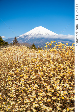 [Shizuoka Prefecture] Mitsumata flowers and Mt. Fuji at Shiraito Natural Park 124173114