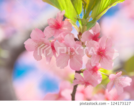 盛開的河津櫻花 - 自然風景（2025年3月） 124173127