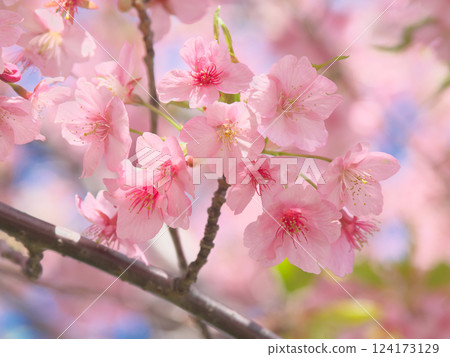 盛開的河津櫻花 - 自然風景(2025年3月) 盛開的河津櫻花 - 自然風景(2025年3月) 124173129