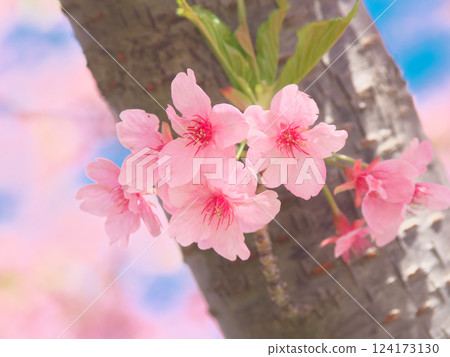 Vividly blooming Kawazu cherry blossoms - Natural scenery (March 2025) 124173130