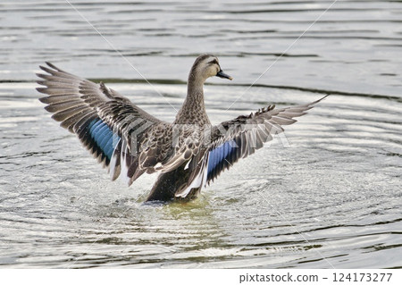 Beautiful duck with spread wings⑤ 124173277